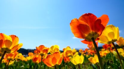 First Baptist Church